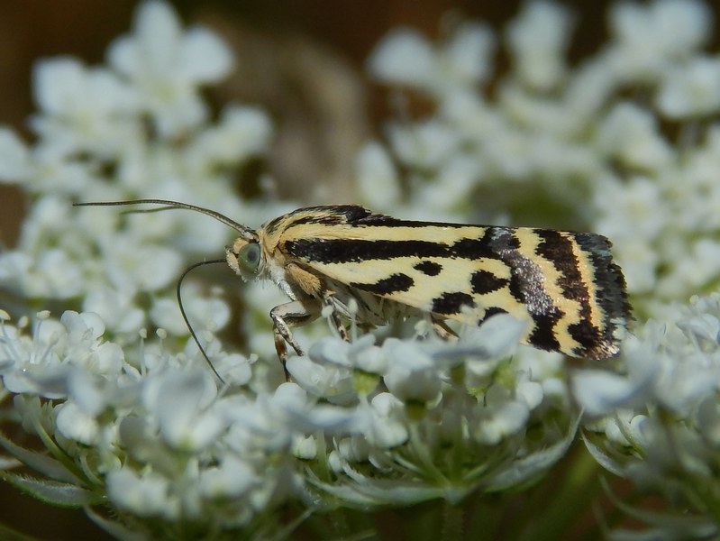 Acontia trabealis?